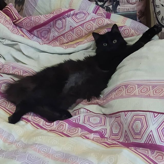 cute_marcus_cat в LOOKY. . Hello👋