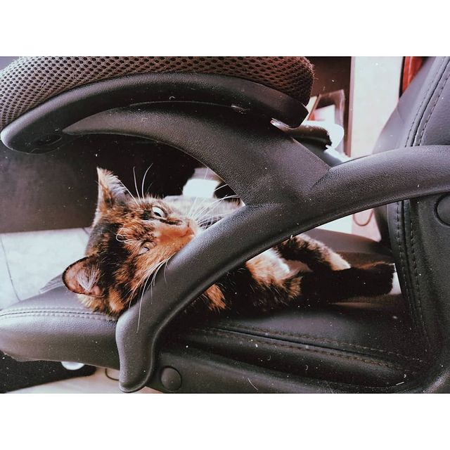 _musya_a в LOOKY. #animalinsta,#cat,#고양이,#wife,#아내,#russiangirl🇷🇺,#tattoogirl,#fangirl,#kpopfan🇰🇷,#honor10i,#followme. 우리 아기 😀 #animalinst...