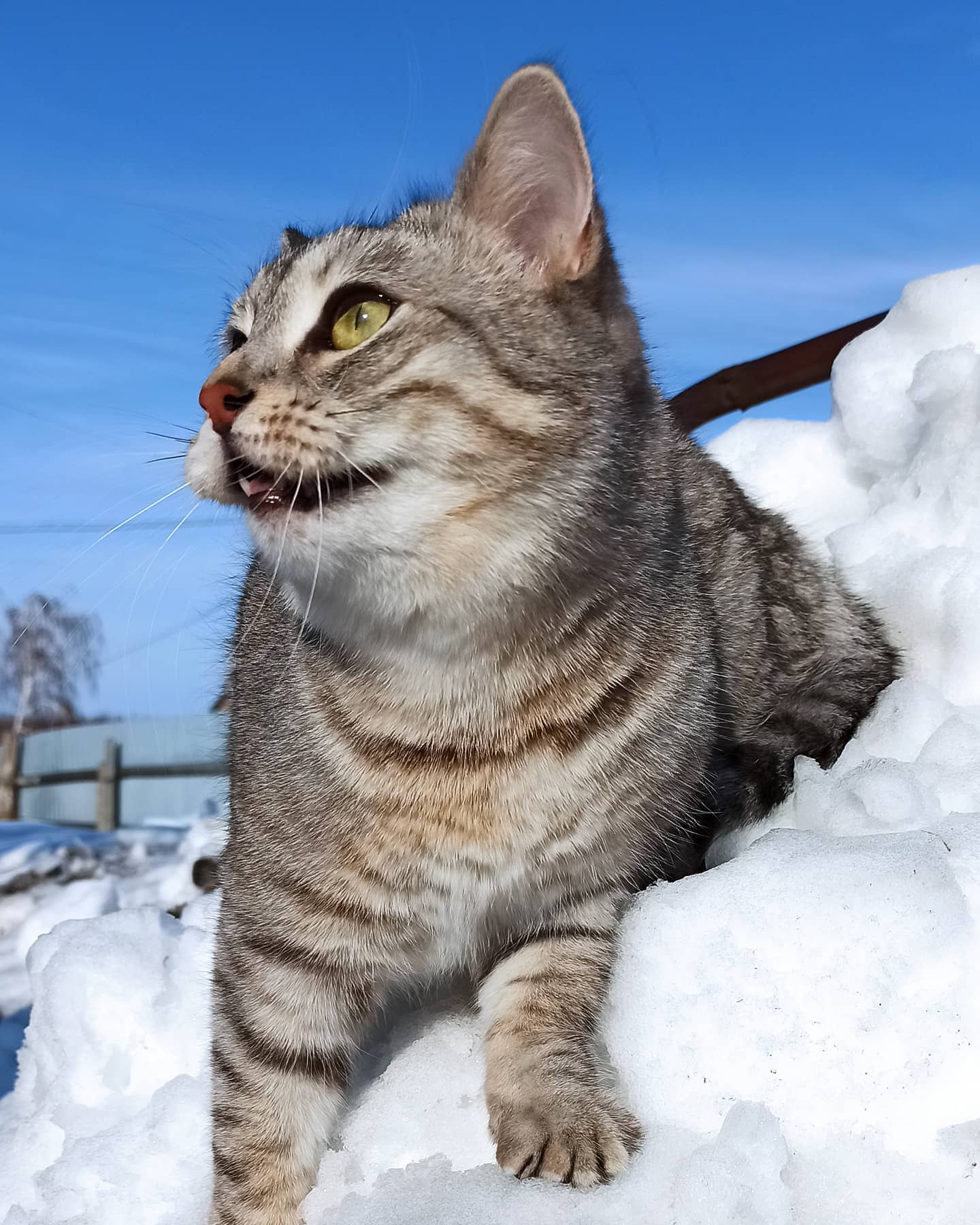 nikolay_kruglikov в LOOKY. . Кэри и Лада на прогу...