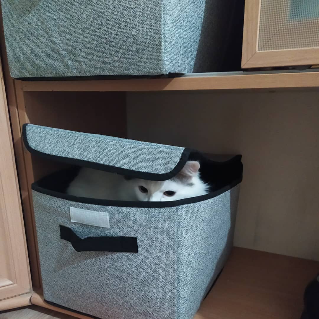 Игры в прятки) #котик #прятки #любимыйпушистик #кошки #прикол