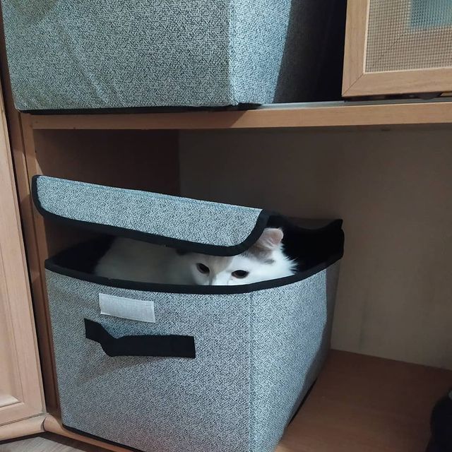 cute_marcus_cat в LOOKY. #котик,#прятки,#любимыйпушистик,#кошки,#прикол. Игры в прятки) #коти...