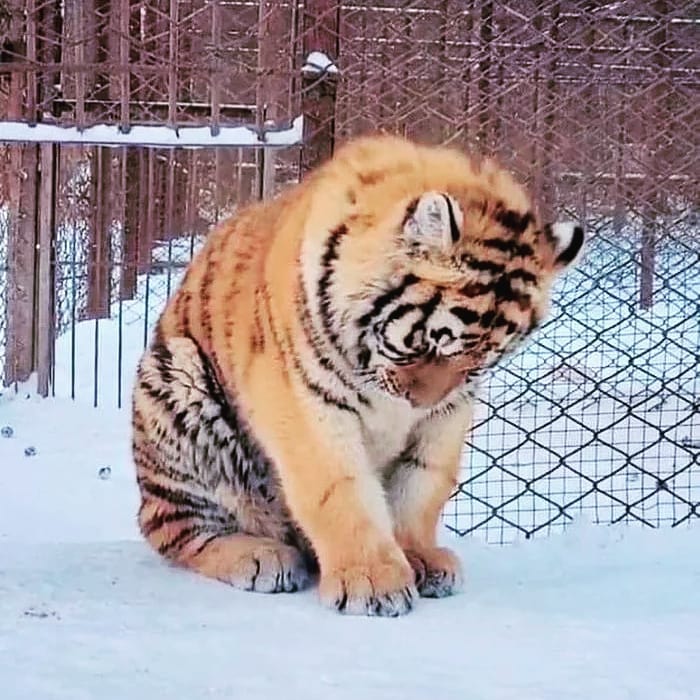 go_surprise_me в LOOKY — Стесняшка 🤗

#милота #мило #тигренок #животные