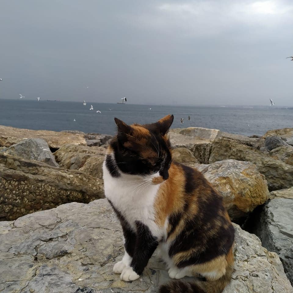 zimylka_alexandra в LOOKY. . Котики ч.2. На Азиат...