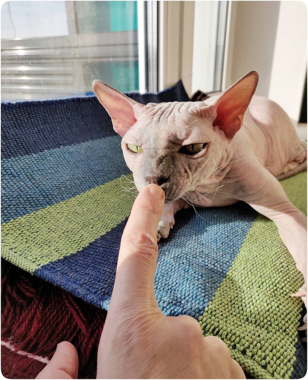 eva_sphynx_cat в LOOKY — фото 2