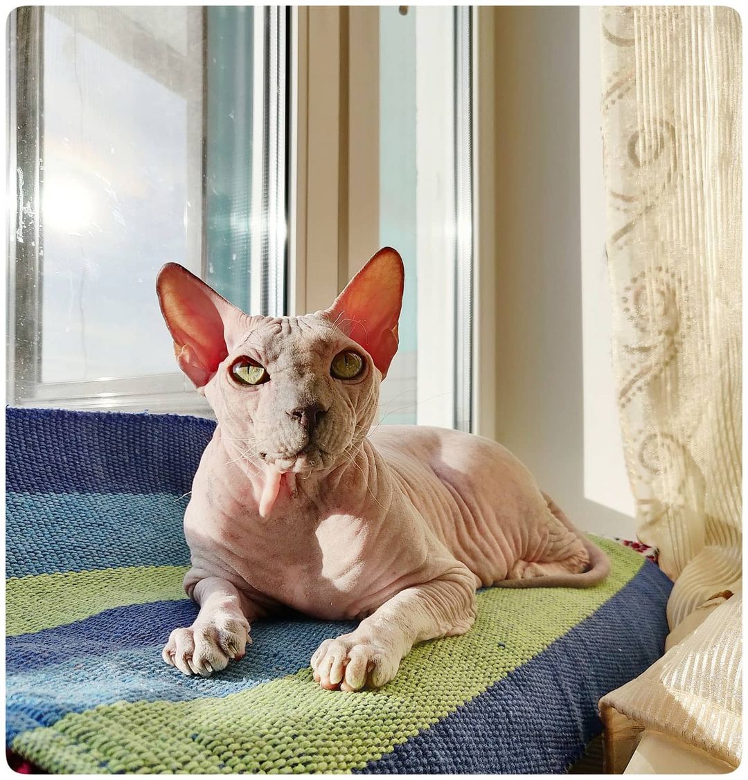 eva_sphynx_cat в LOOKY — фото 3