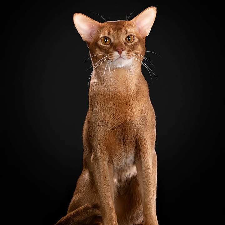 abyssinian_wildaby в LOOKY — фото 4