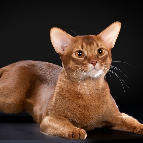 abyssinian_wildaby в LOOKY — фото 5