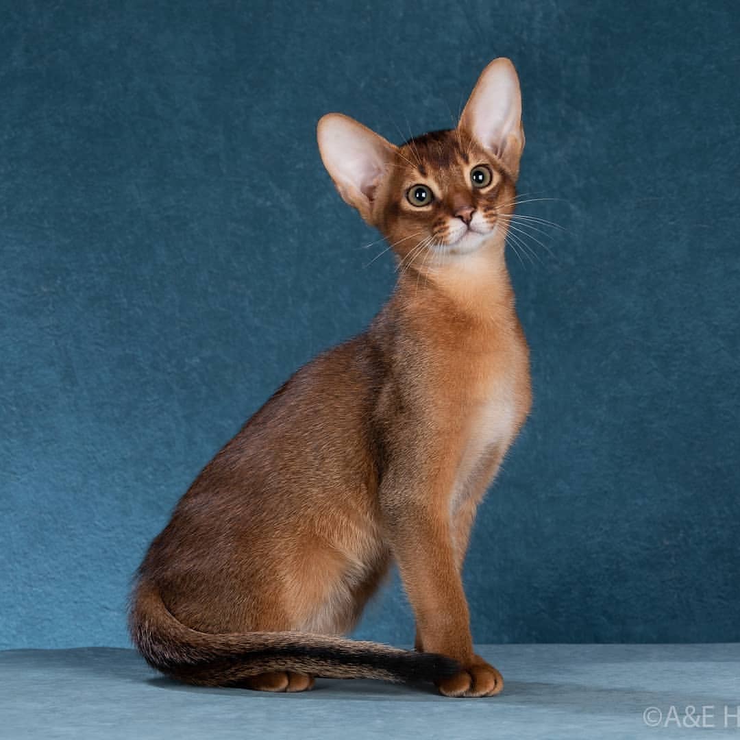 abyssinian_wildaby в LOOKY — фото 3