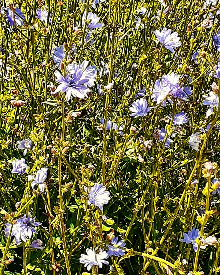 antsiferovbreed в LOOKY — фото 3