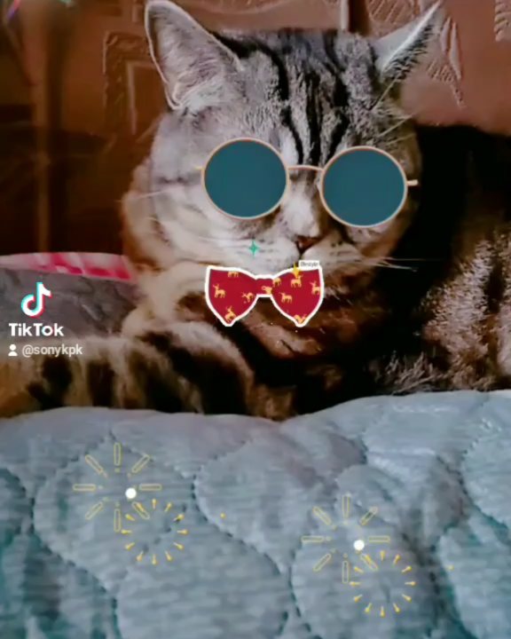 artur_khv в LOOKY. #котартуртутглавный,#котфотографа,#котартур. Самый красивый котик...