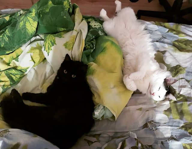cute_marcus_cat в LOOKY. #котики,#пушистики,#отдых,#друзья,#семья. Хорошо дома #котики ...