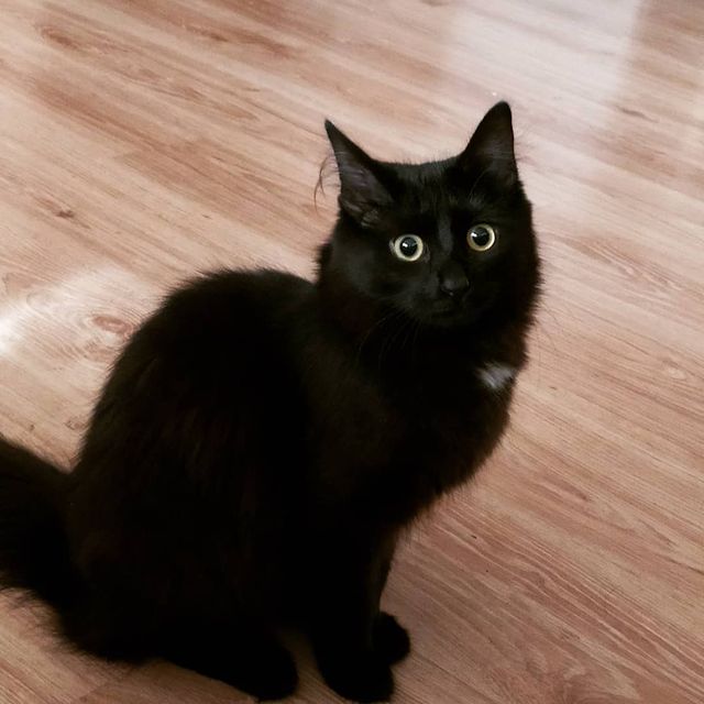 cute_marcus_cat в LOOKY. #кошка,#чернаякошка,#взгляд,#прикол. Когда внезапно оклик...