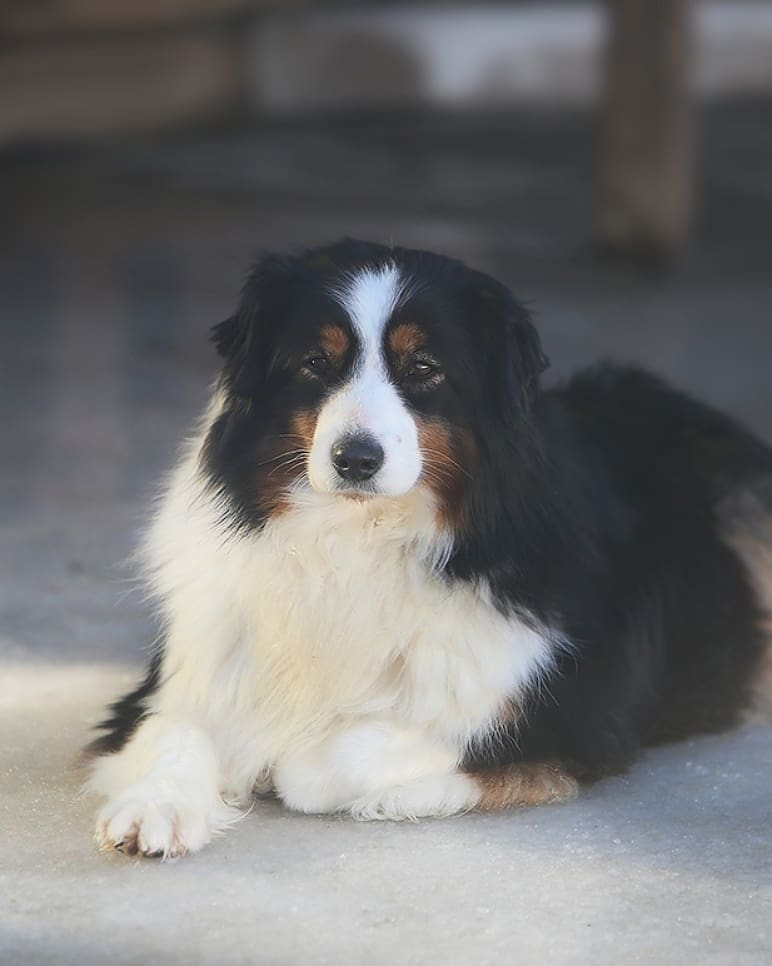 iz_doma_korolevoi_kennel в LOOKY — фото 2