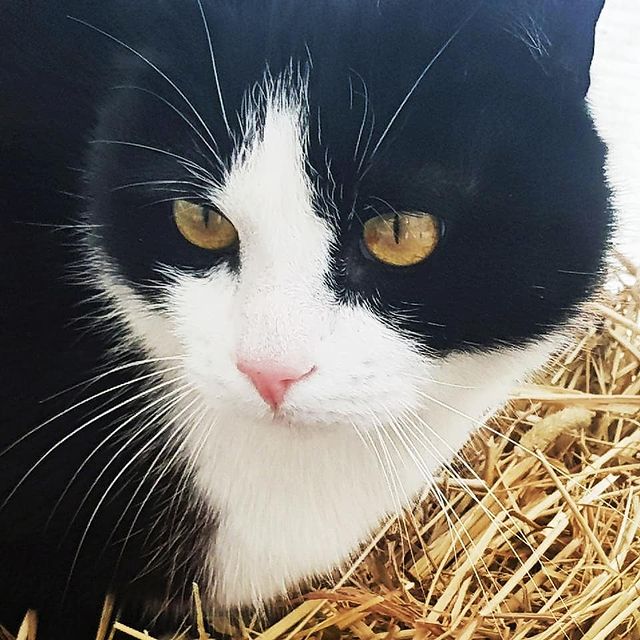 lifechickspb в LOOKY. #кот,#котик,#котики,#животные,#любимцы,#питомец,#домашниеживотные,#загородом,#любимец,#питомцы,#pets,#pet,#catlovers,#cats,#catlife,#cat#catsofinstagram,#animal,#animals. #кот #котик #котики ...