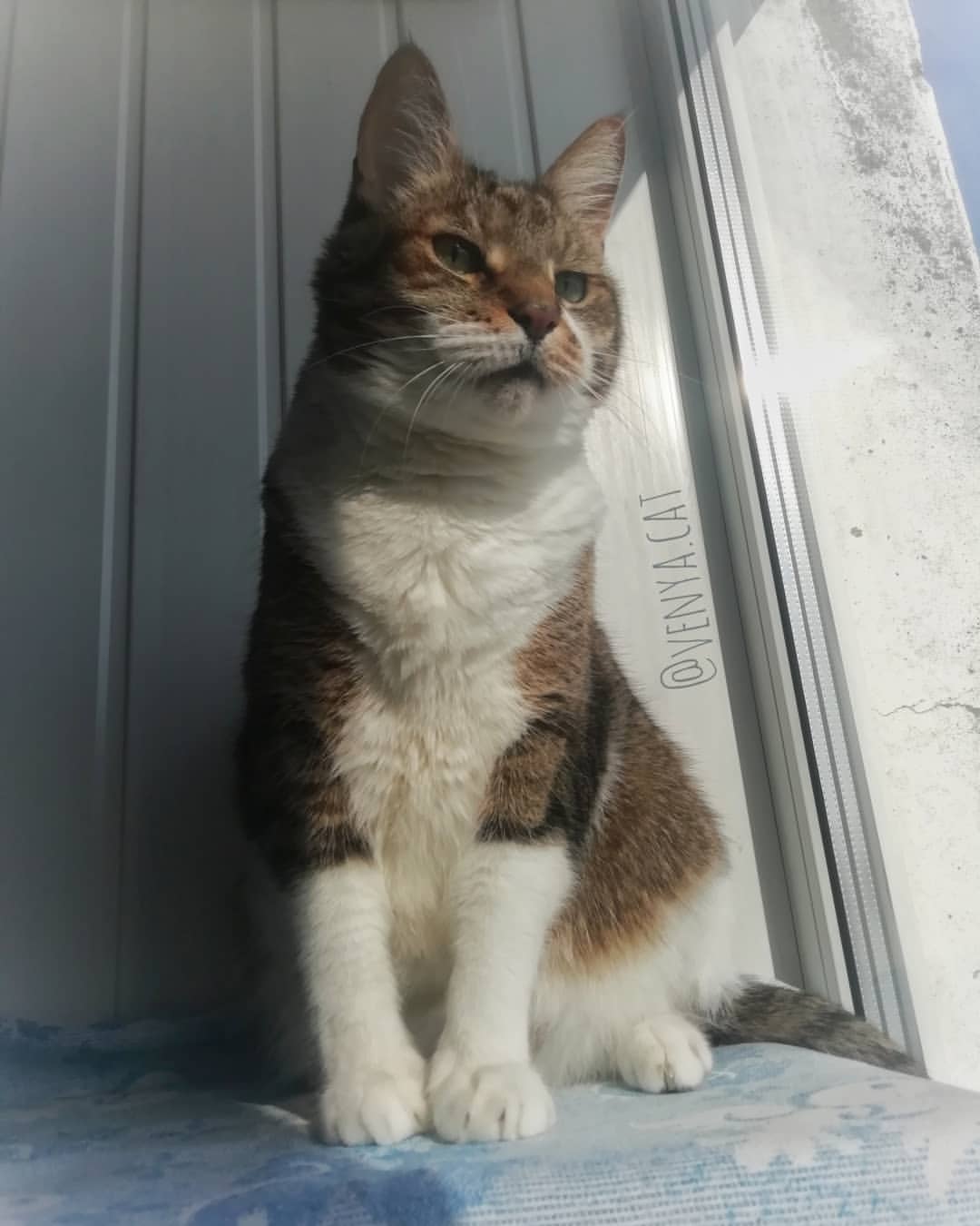 venya.cat в LOOKY — Доброе утро друзья, и снова по традиции я поднял мА в 6 утра