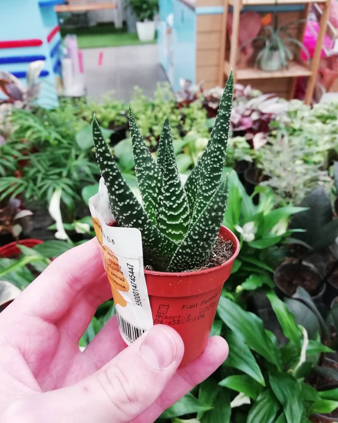 arcenii55 в LOOKY — Ещё один кактус: Хавортия Маргаритифера 🌵🌱