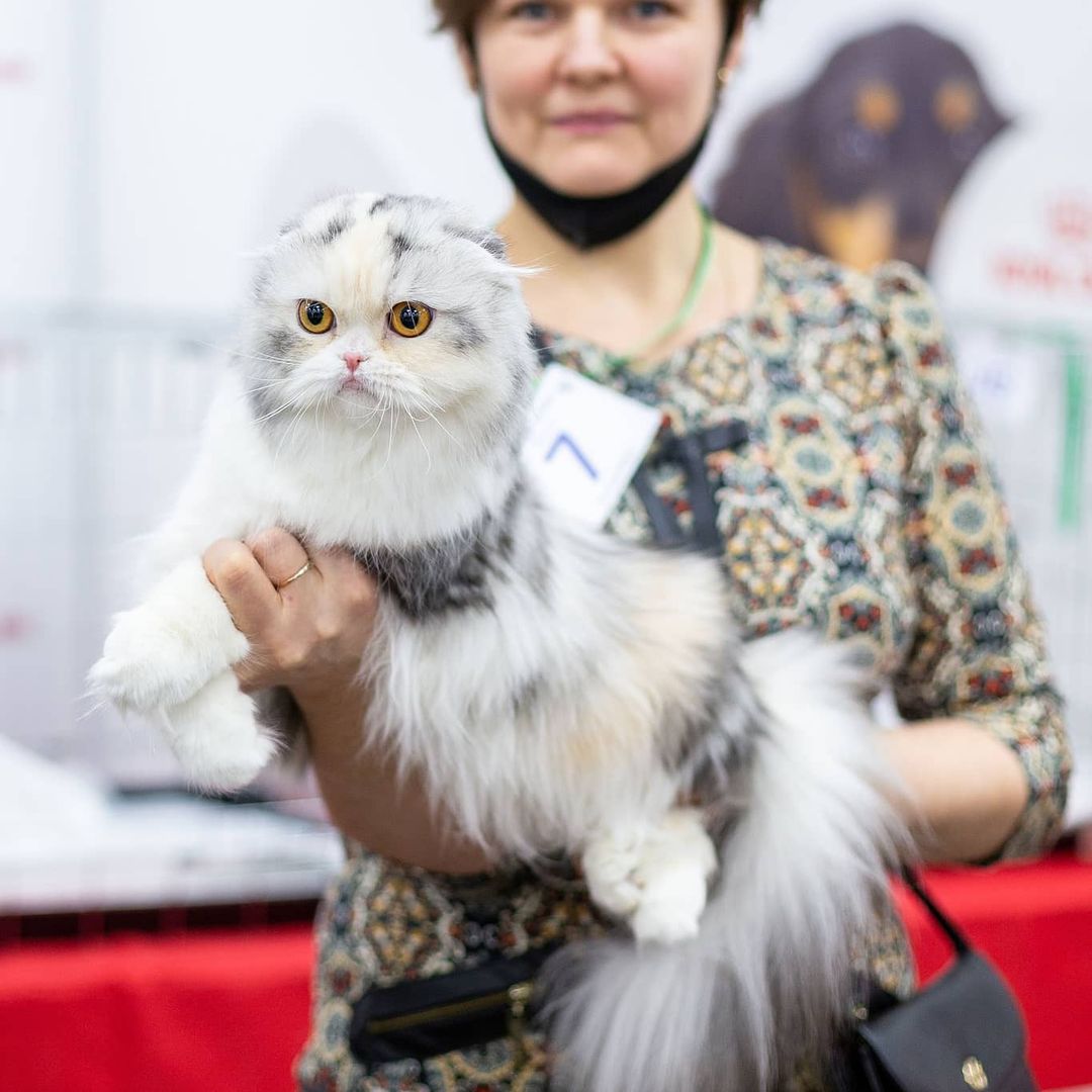 kittens_scottishfold_longhair в LOOKY — фото 2