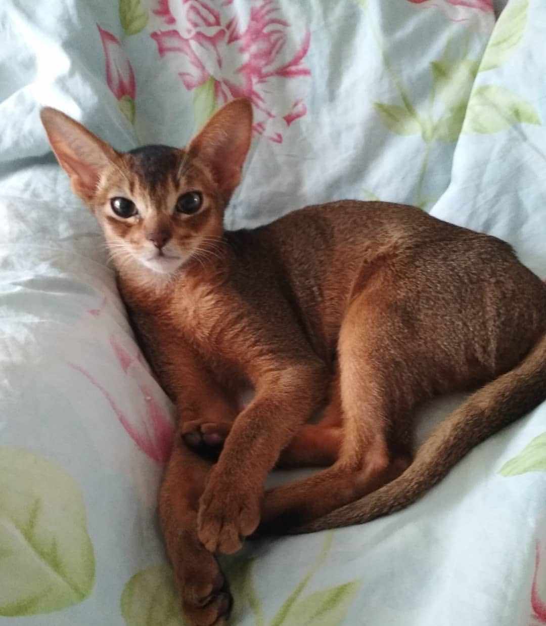 abyssinian_wildaby в LOOKY — фото 2