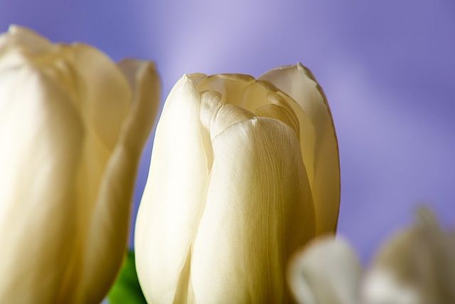 tschernawzew в LOOKY. #tulpans,#whitetulips,#macrophotography,#macro,#spring,#springflowers,#flowers,#тюльпаны,#белыетюльпаны,#белыецветы,#макрофото,#макро,#весна,#весенниецветы. #tulpans #whitetulip...