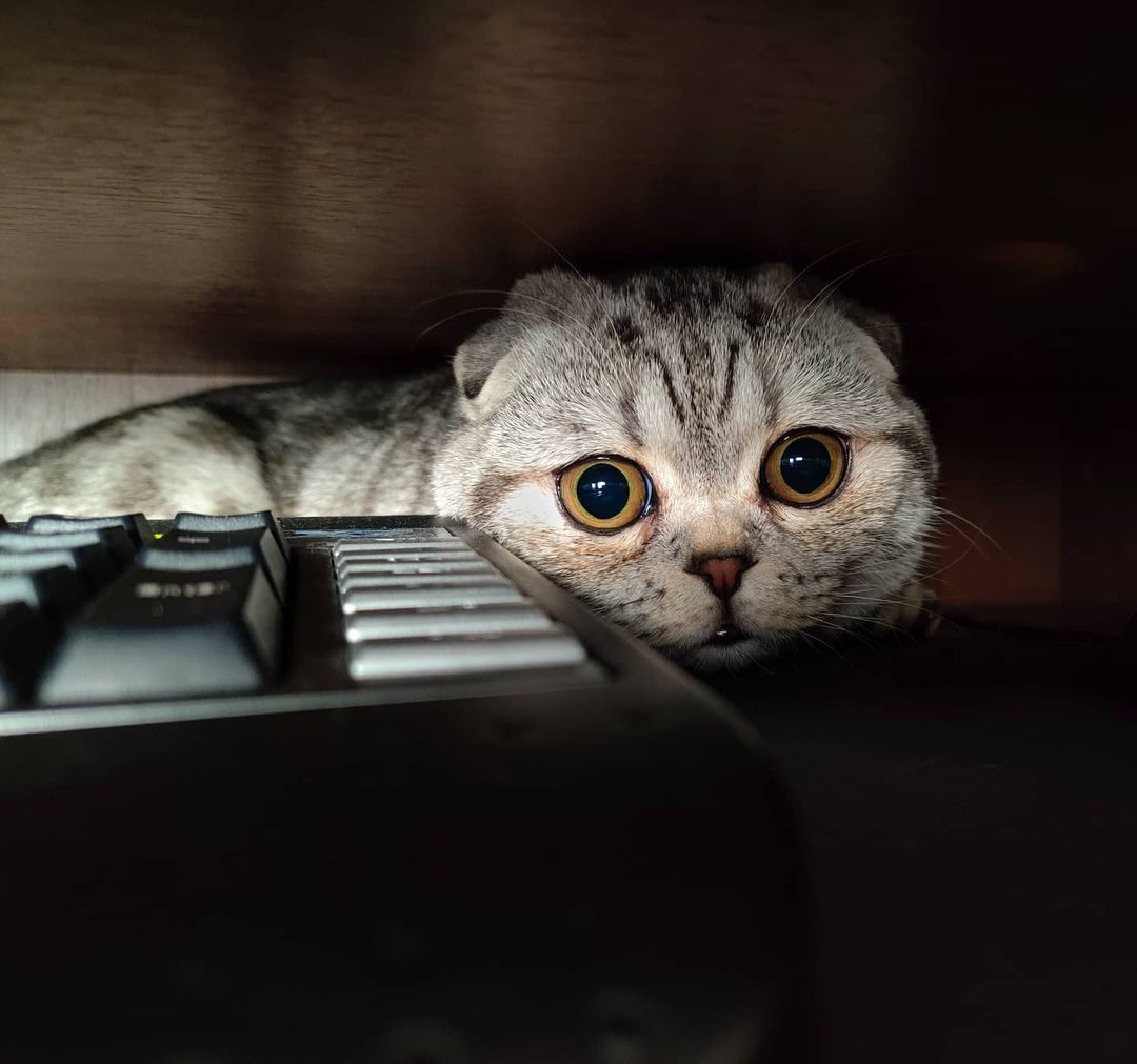 p_stasque в LOOKY — Кошки мышки
#shotbyoneplus #cat