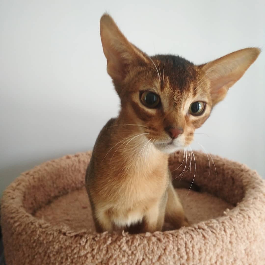 abyssinian_wildaby в LOOKY — фото 3