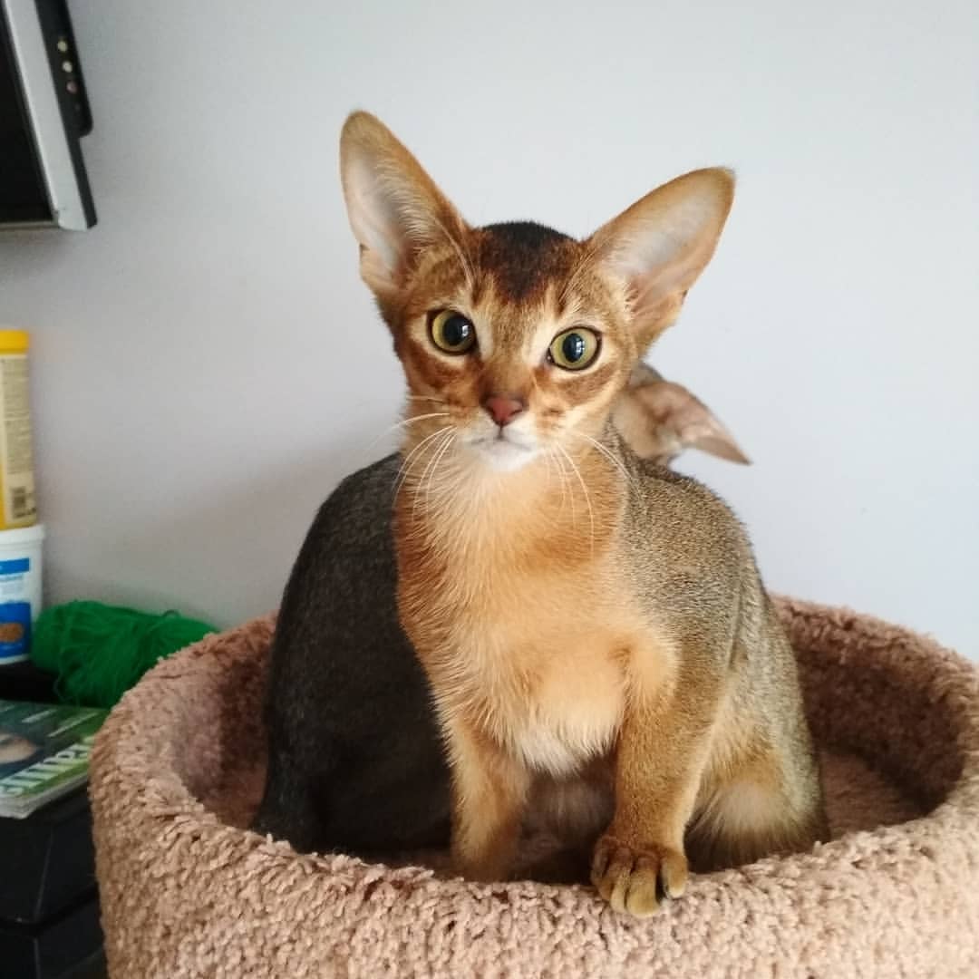 abyssinian_wildaby в LOOKY — фото 4