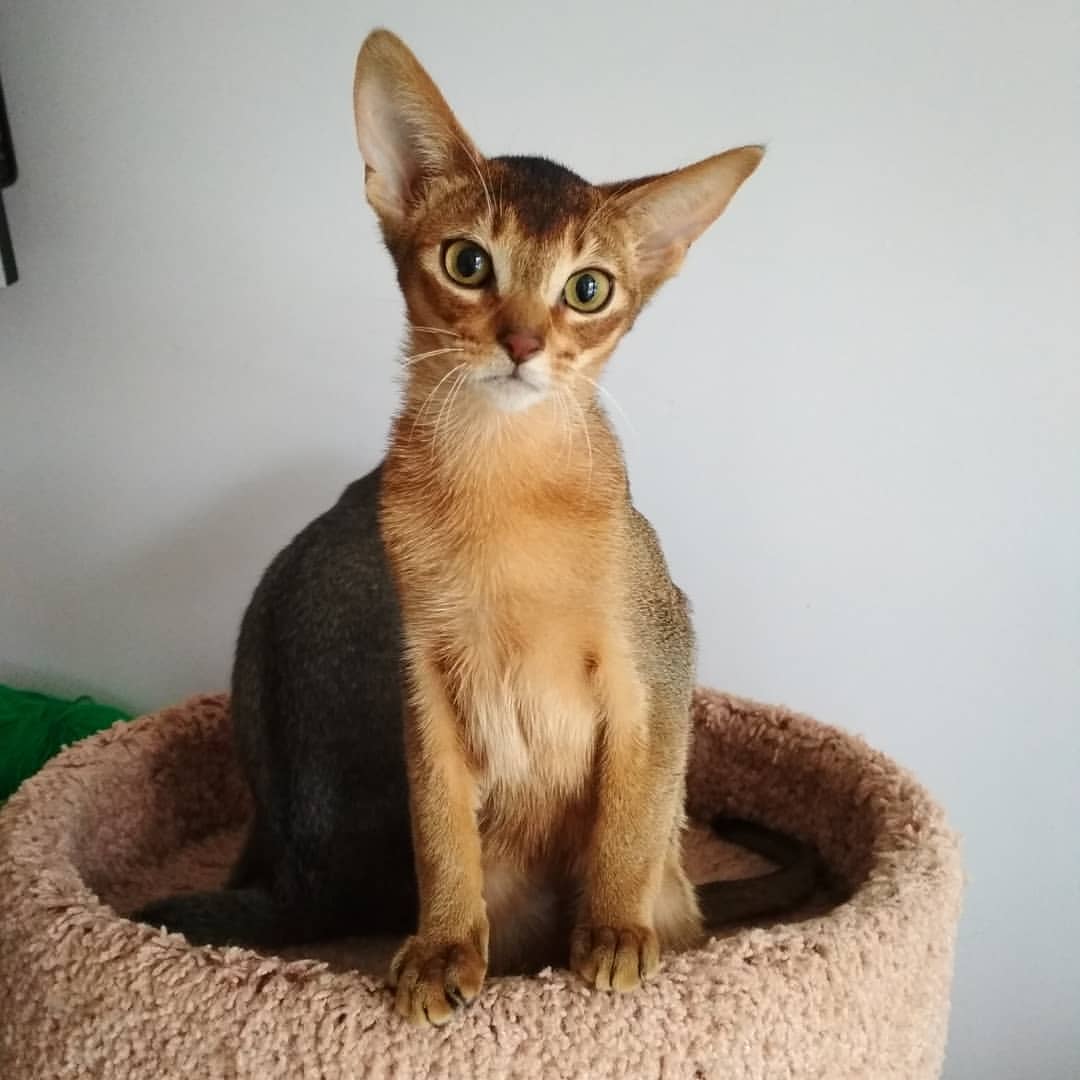 abyssinian_wildaby в LOOKY — фото 5