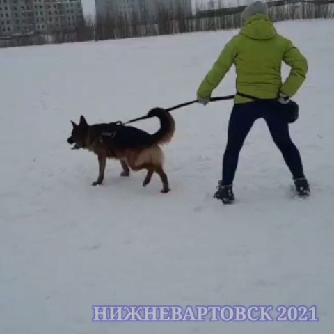 dressirovka_nv in LOOKY. #дрессировкасобакнижневартовск
#нижневартовскдрессировка
#константинсемёнов
#дрессировкаконстантинсемёнов
#собакинижневартовска
#дрессировкавнижневартовске
#дрессировканижневартовск. Тренинг 21.03.2021. ...