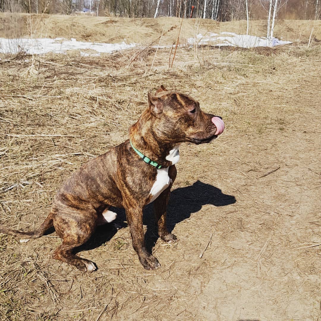 amstaff.beyli в LOOKY — #стаффордширскийтерьер #собакаубийца #бэйли