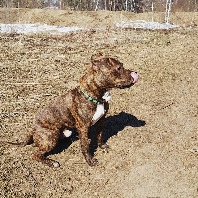 amstaff.beyli в LOOKY. #стаффордширскийтерьер,#собакаубийца,#бэйли. #стаффордширскийтерь...