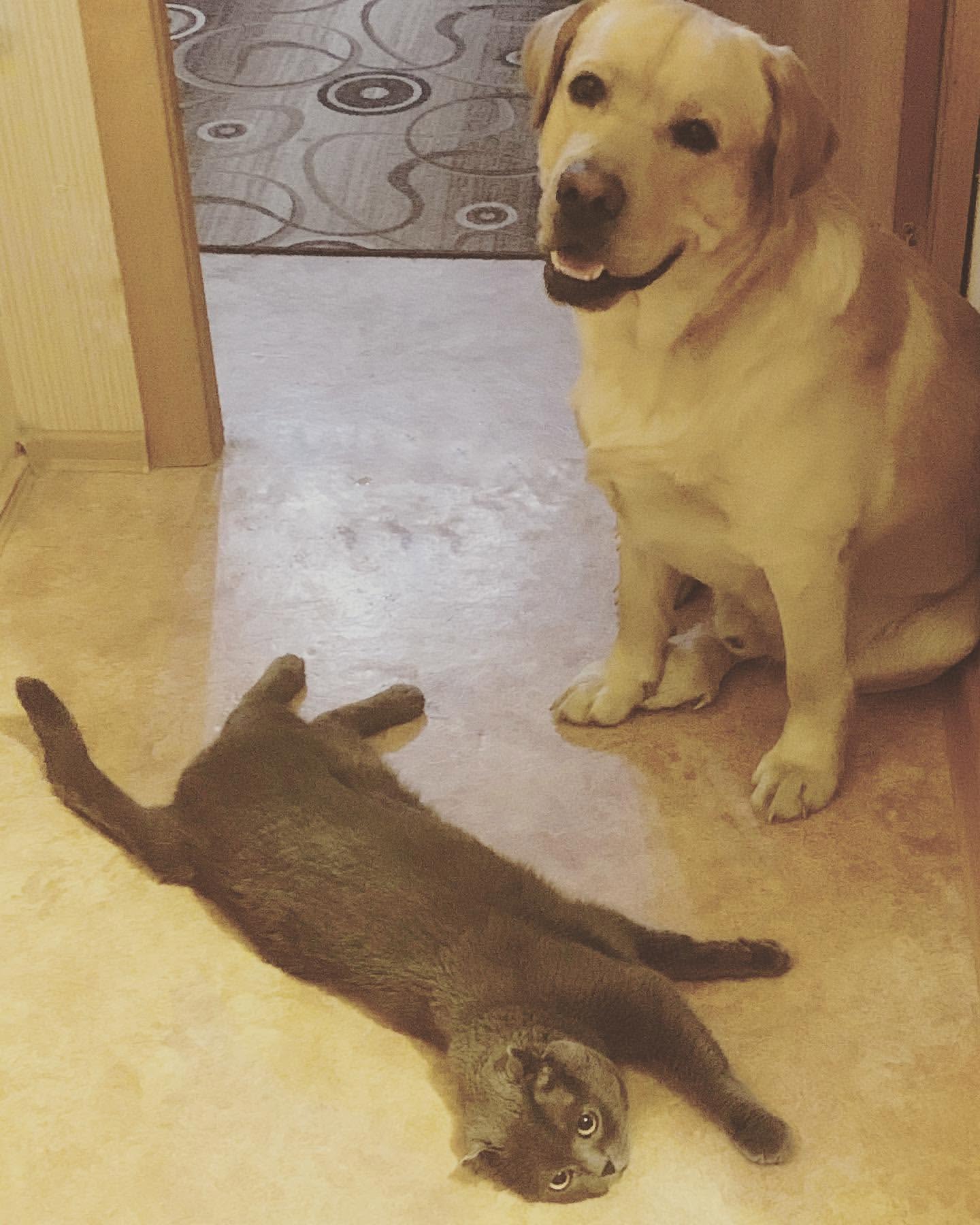 zhanna_19 в LOOKY. . 🐶🐈когда кот главны...