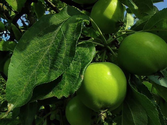 __macro_life__ в LOOKY. #apple#fruit#macro#belarus#phone#photo#green#яблоко#фрукты#макро#беларусь#нателефон#redmi#камерофон. .
.
#apple#fruit#mac...