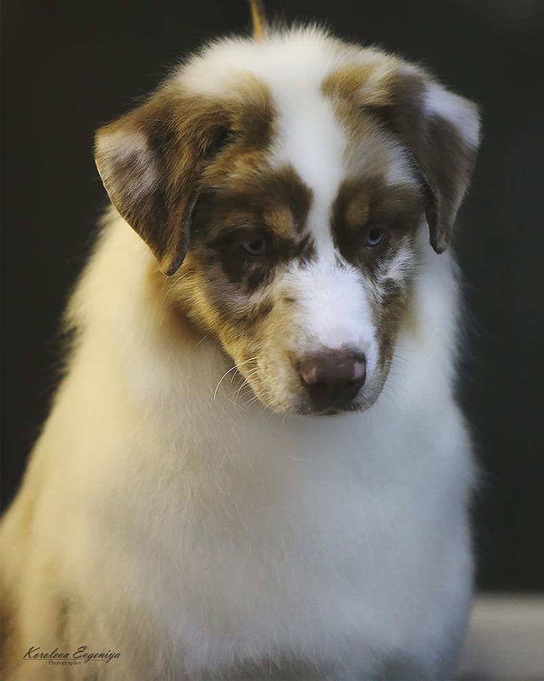 iz_doma_korolevoi_kennel в LOOKY — фото 2