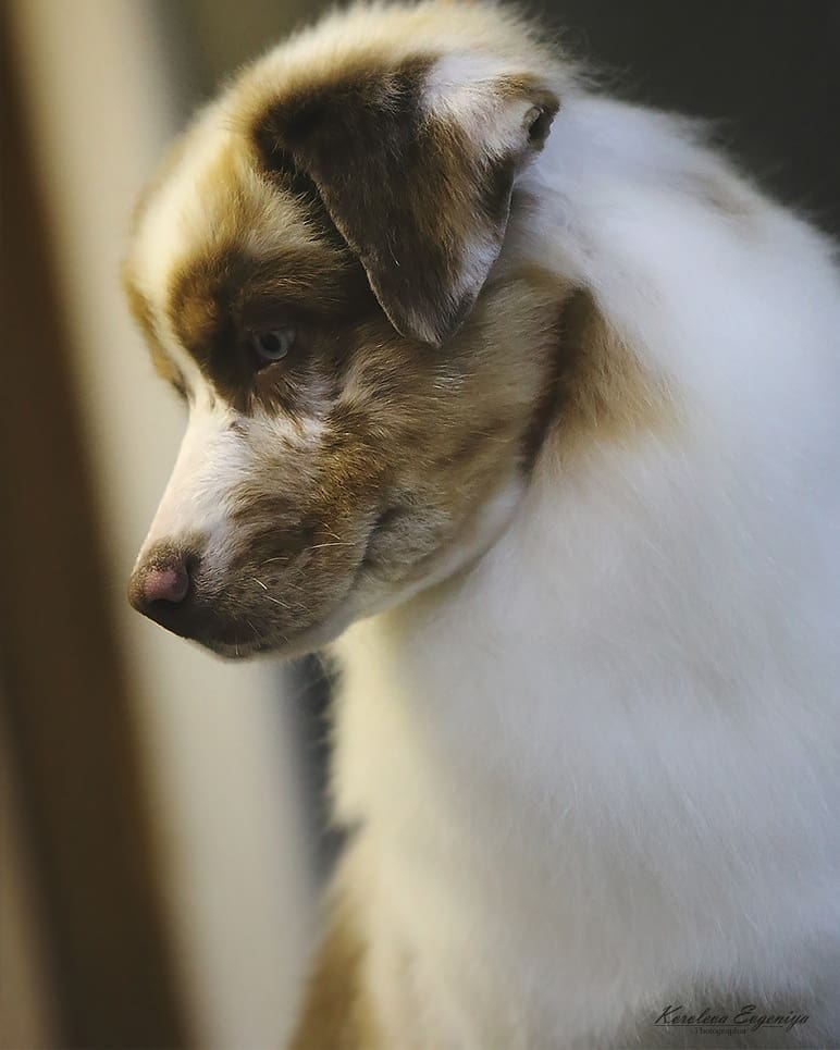 iz_doma_korolevoi_kennel в LOOKY — фото 3