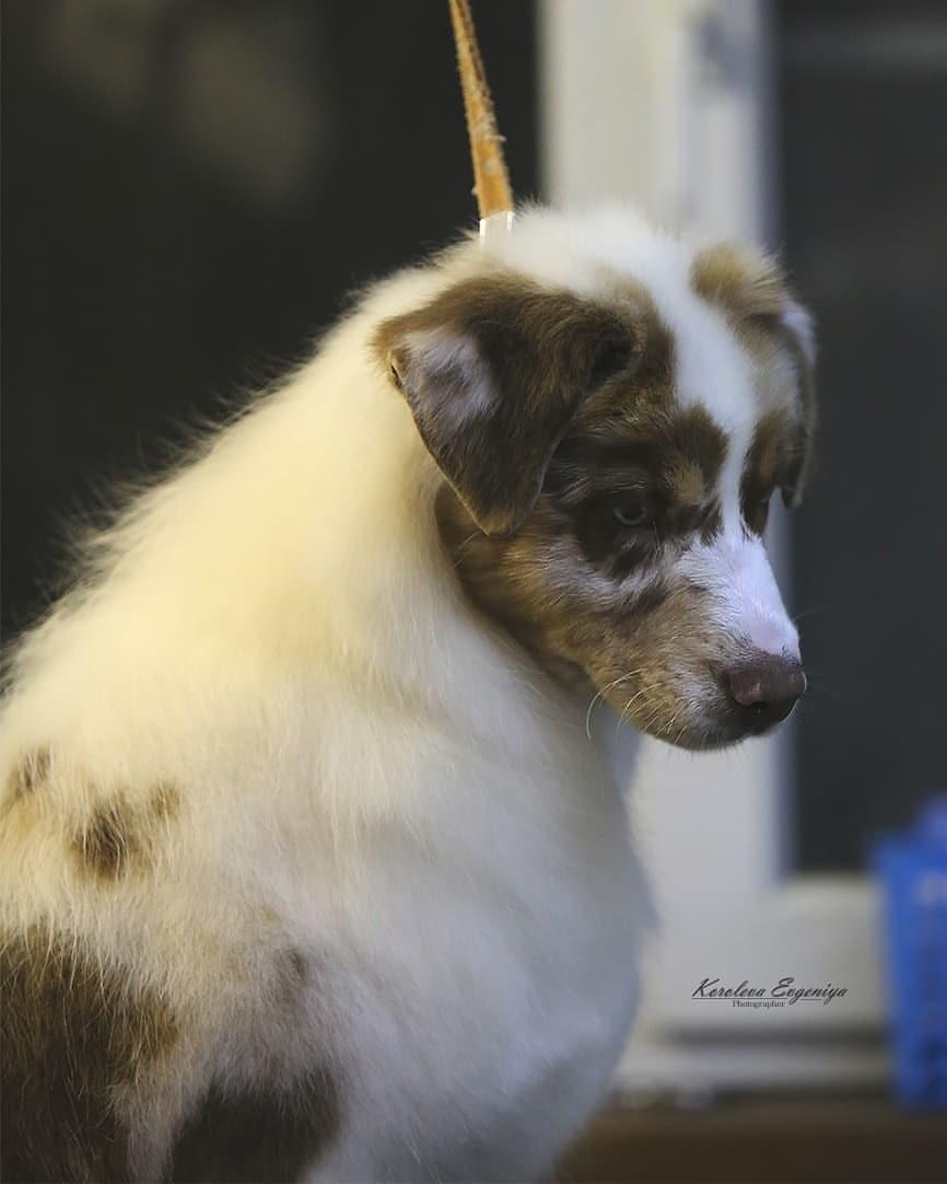 iz_doma_korolevoi_kennel в LOOKY — фото 4