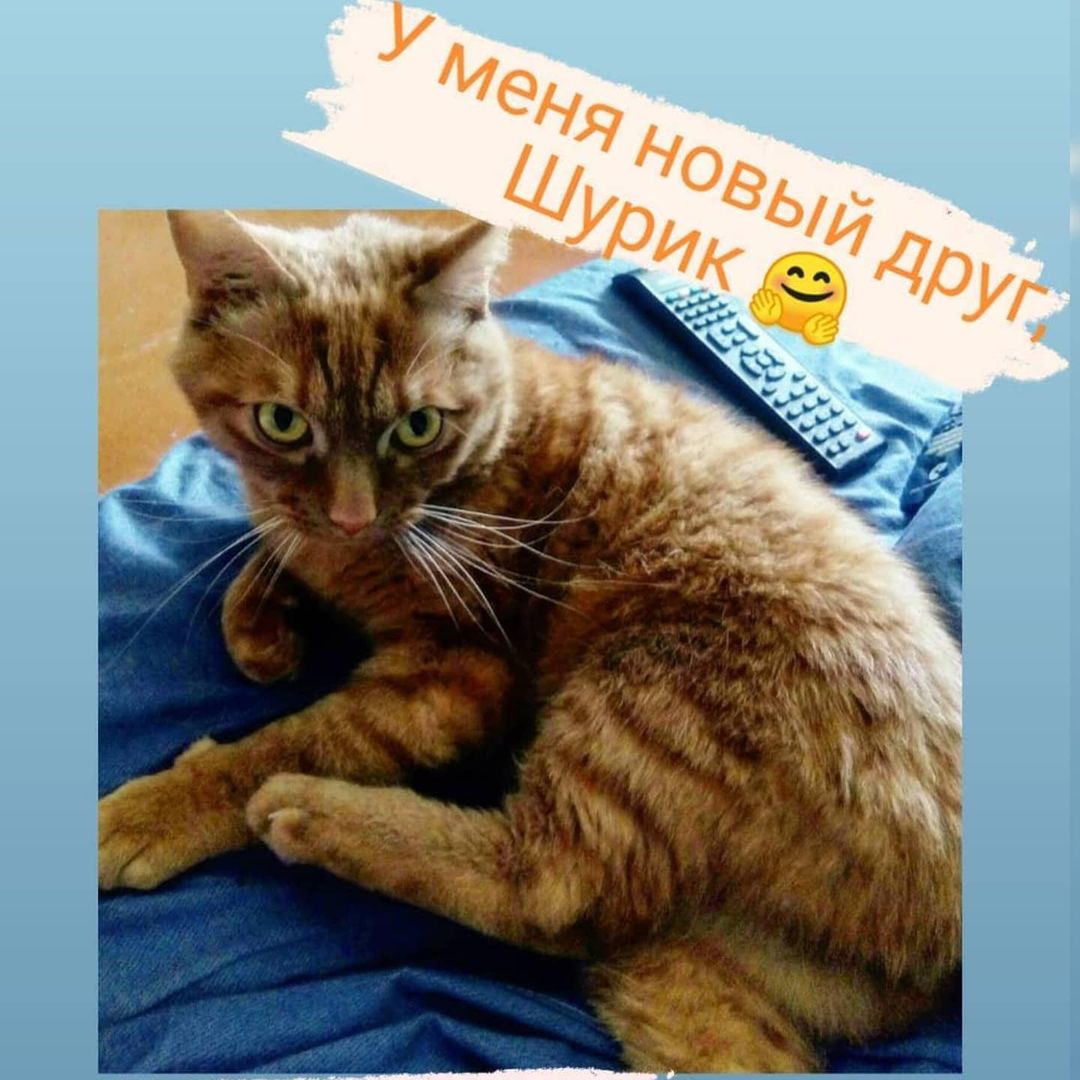 bysa_cats в LOOKY — У меня новый друг @shurik64saratov. Надеюсь теперь и ваш. Ин