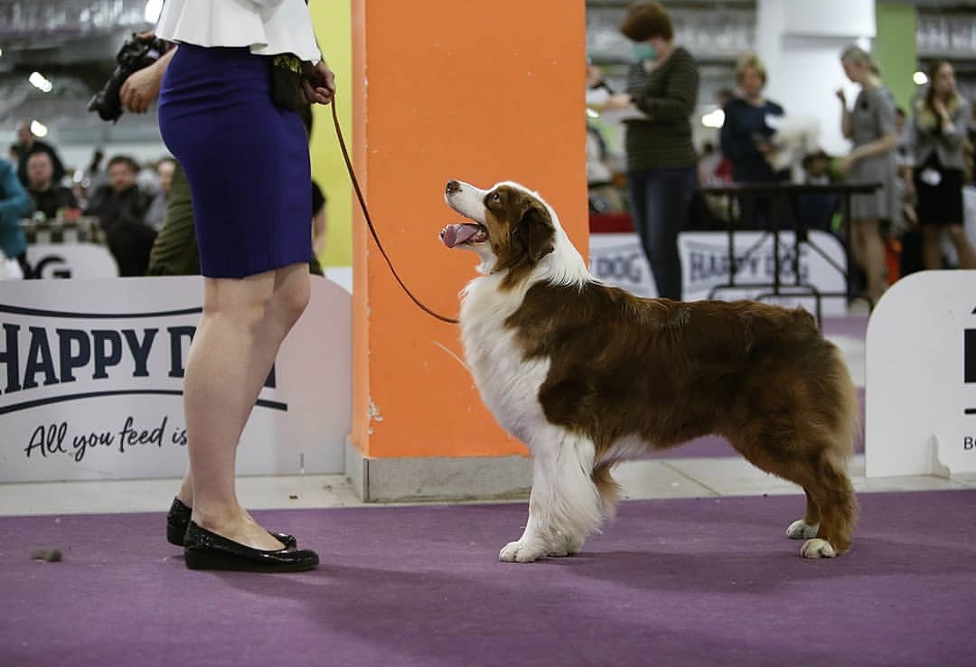 iz_doma_korolevoi_kennel в LOOKY — фото 3