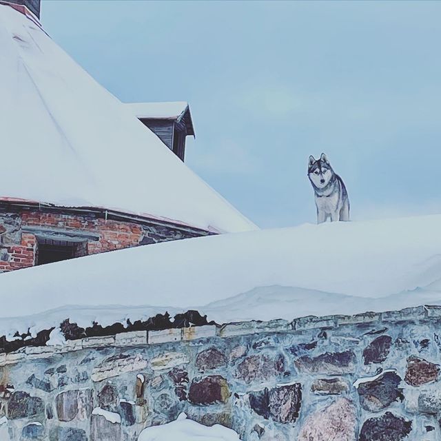 romano_banderasv в LOOKY. #волк,#карелия,#крепость,#зима,#одинокийволк. Порой чувствуешь себ...