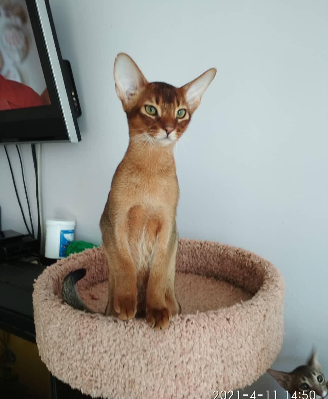 abyssinian_wildaby в LOOKY — фото 3