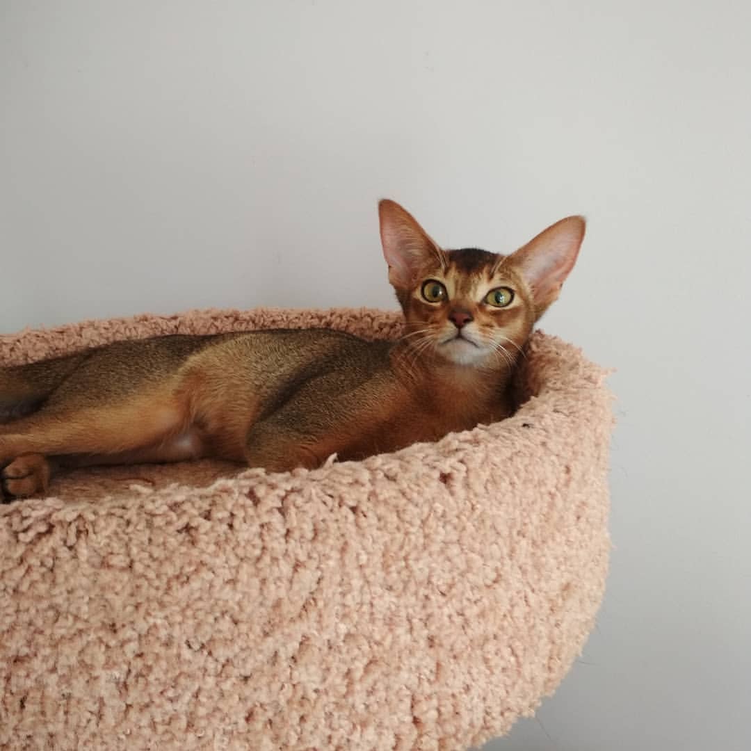 abyssinian_wildaby в LOOKY — фото 2