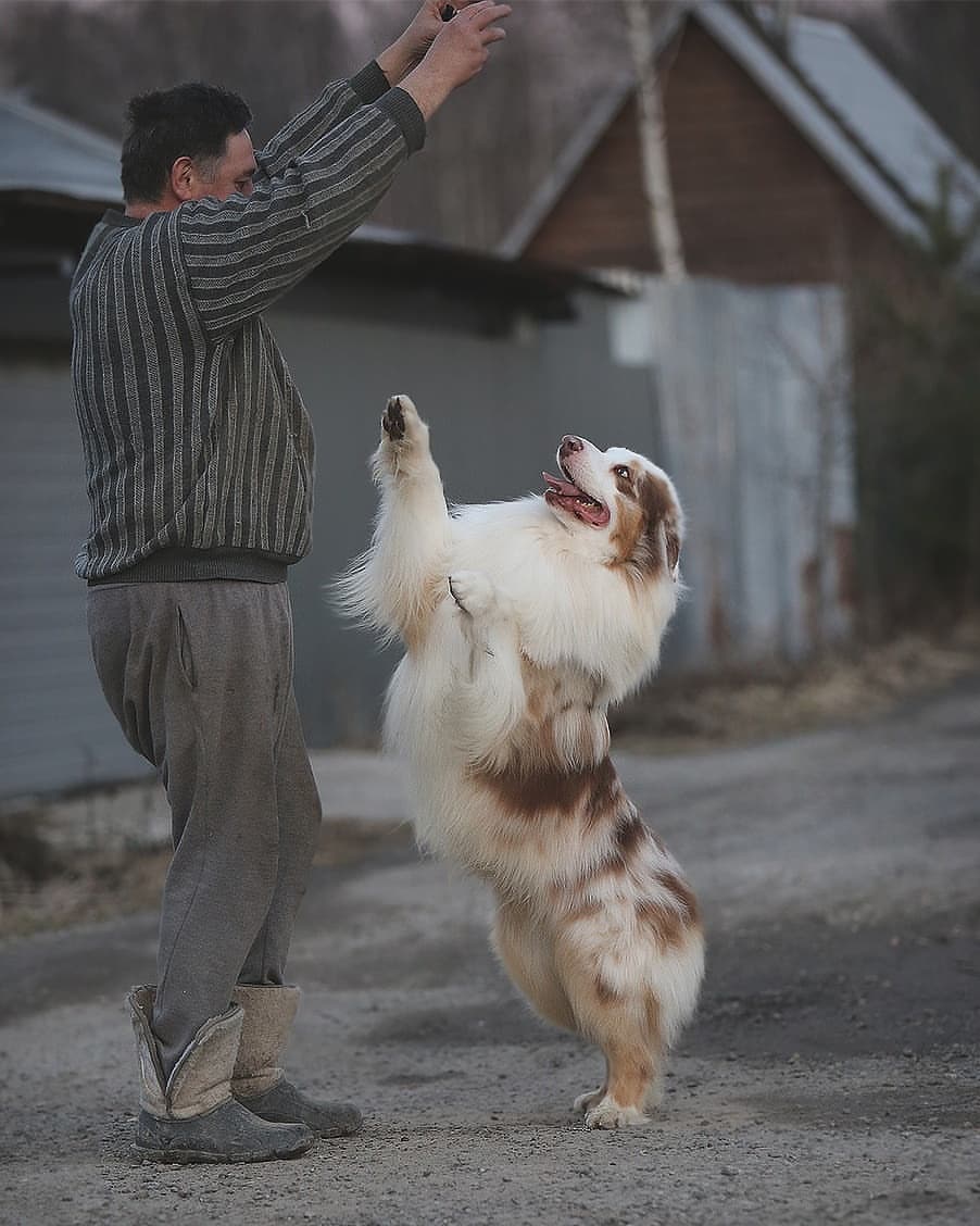 iz_doma_korolevoi_kennel в LOOKY — фото 4
