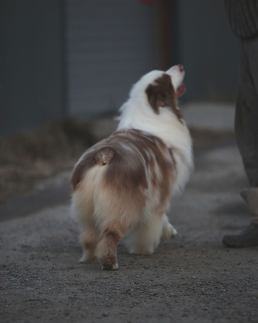 iz_doma_korolevoi_kennel в LOOKY — фото 6