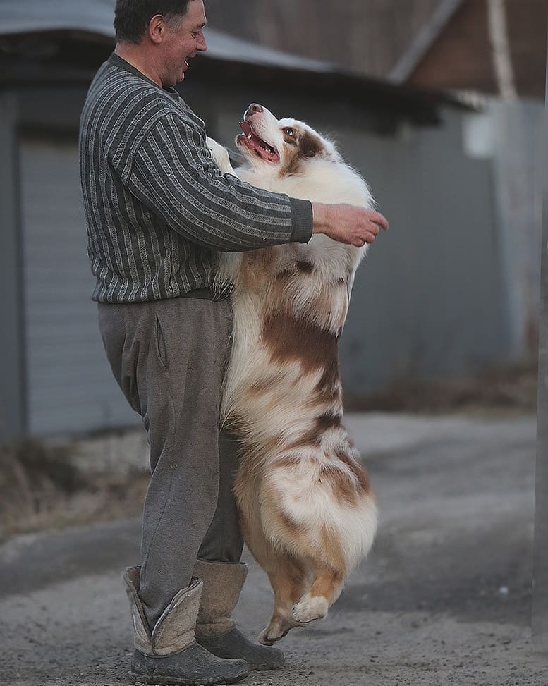 iz_doma_korolevoi_kennel в LOOKY — фото 2
