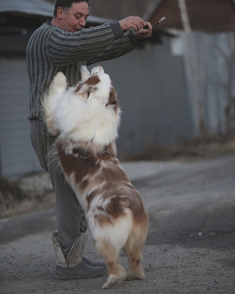 iz_doma_korolevoi_kennel в LOOKY — фото 3