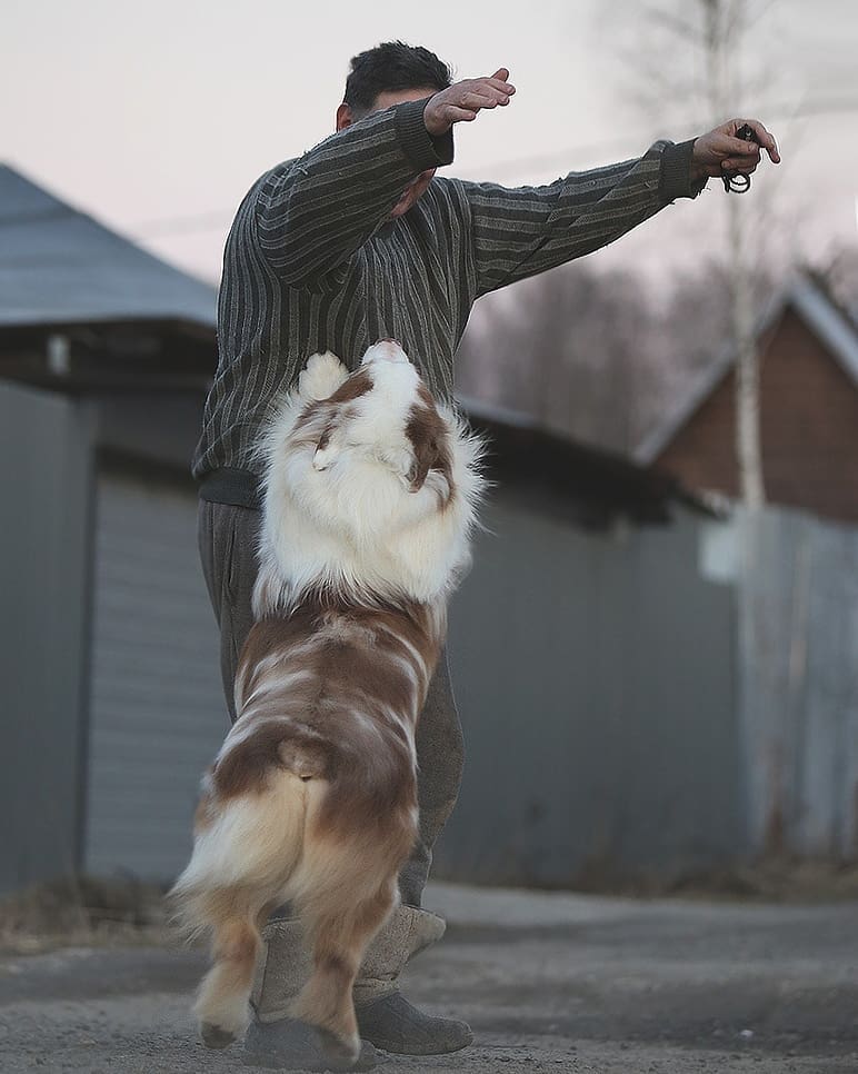 iz_doma_korolevoi_kennel в LOOKY — фото 10