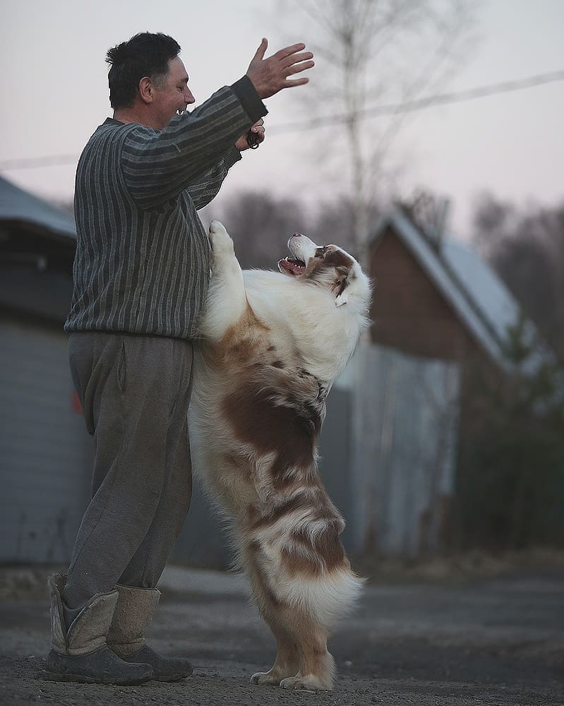 iz_doma_korolevoi_kennel в LOOKY — фото 9