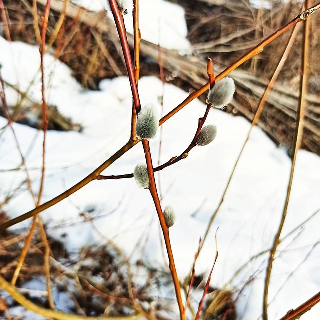 lifechickspb в LOOKY. #весна,#природа,#красота,#верба,#загородом,#дача,#nature,#beauty,#spring,#2021,#🌳. #весна #природа #кра...