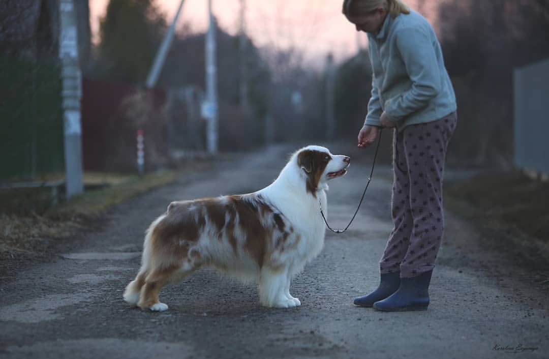 iz_doma_korolevoi_kennel в LOOKY — фото 4