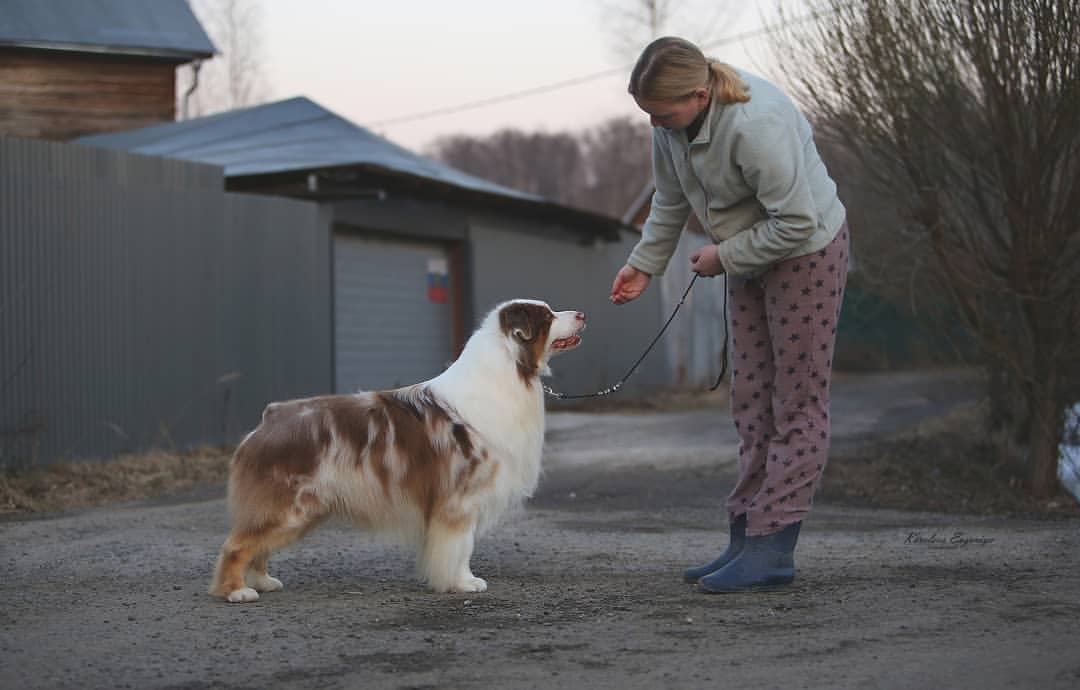 iz_doma_korolevoi_kennel в LOOKY — фото 7