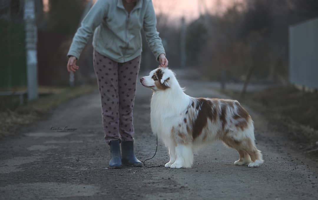 iz_doma_korolevoi_kennel в LOOKY — фото 3